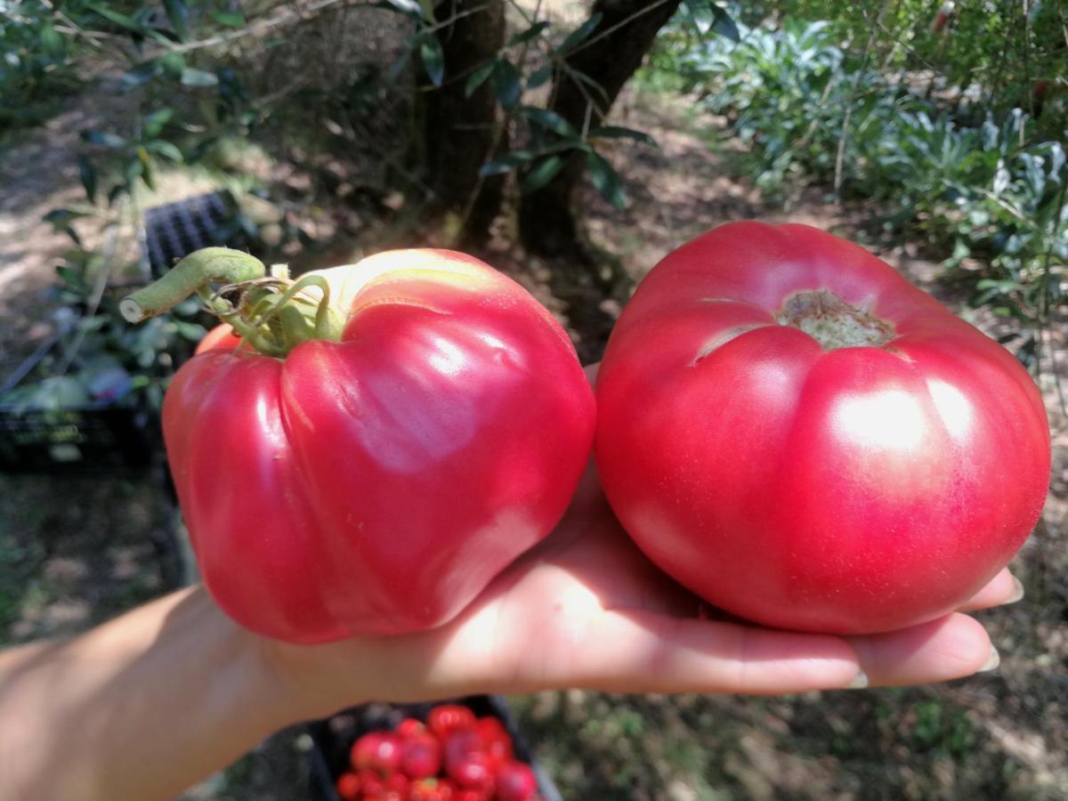 Az.Agricola Agriturismo La Locanda Di Lann Διαμέρισμα Φουσέκιο Εξωτερικό φωτογραφία