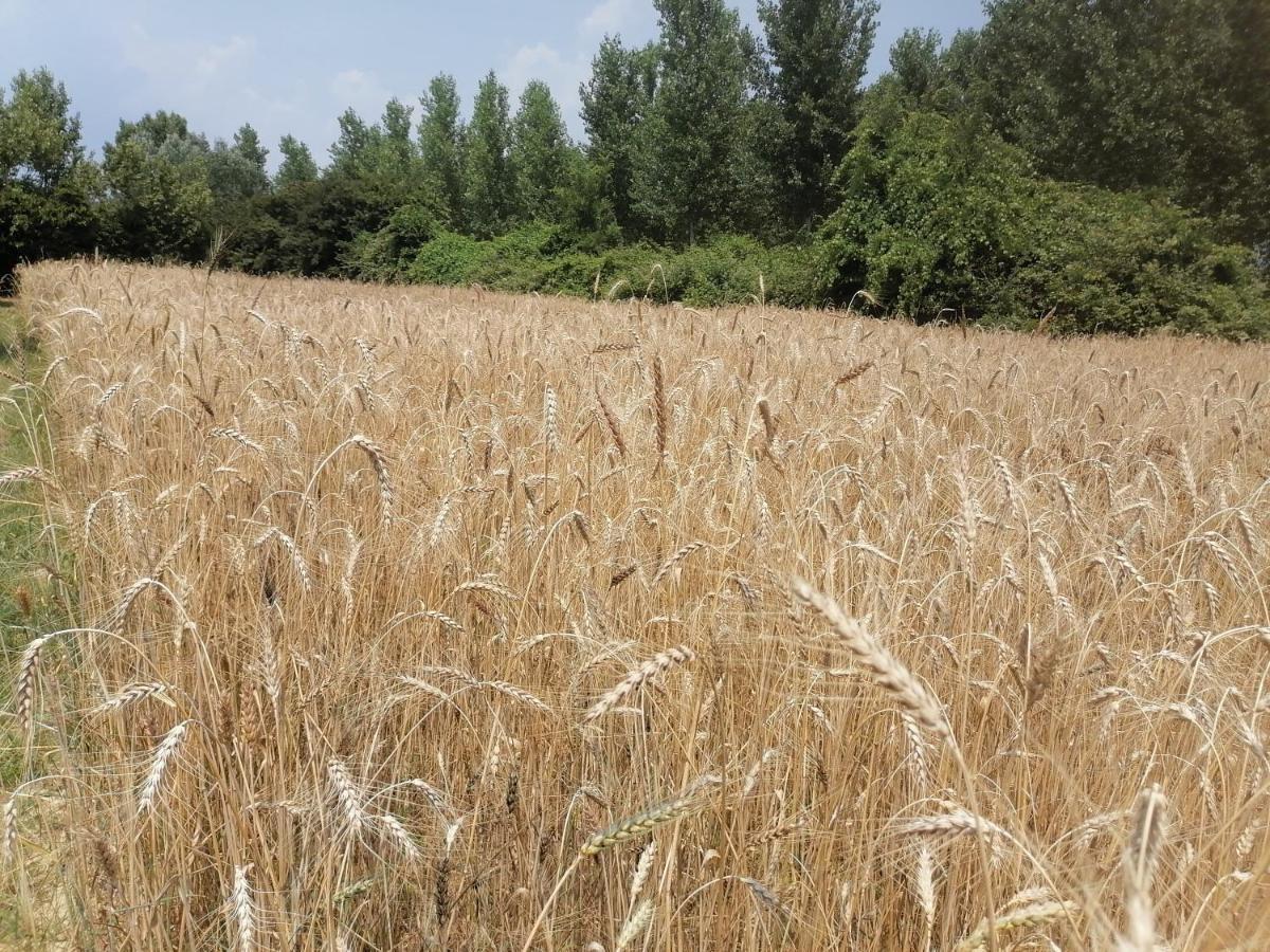 Az.Agricola Agriturismo La Locanda Di Lann Διαμέρισμα Φουσέκιο Εξωτερικό φωτογραφία