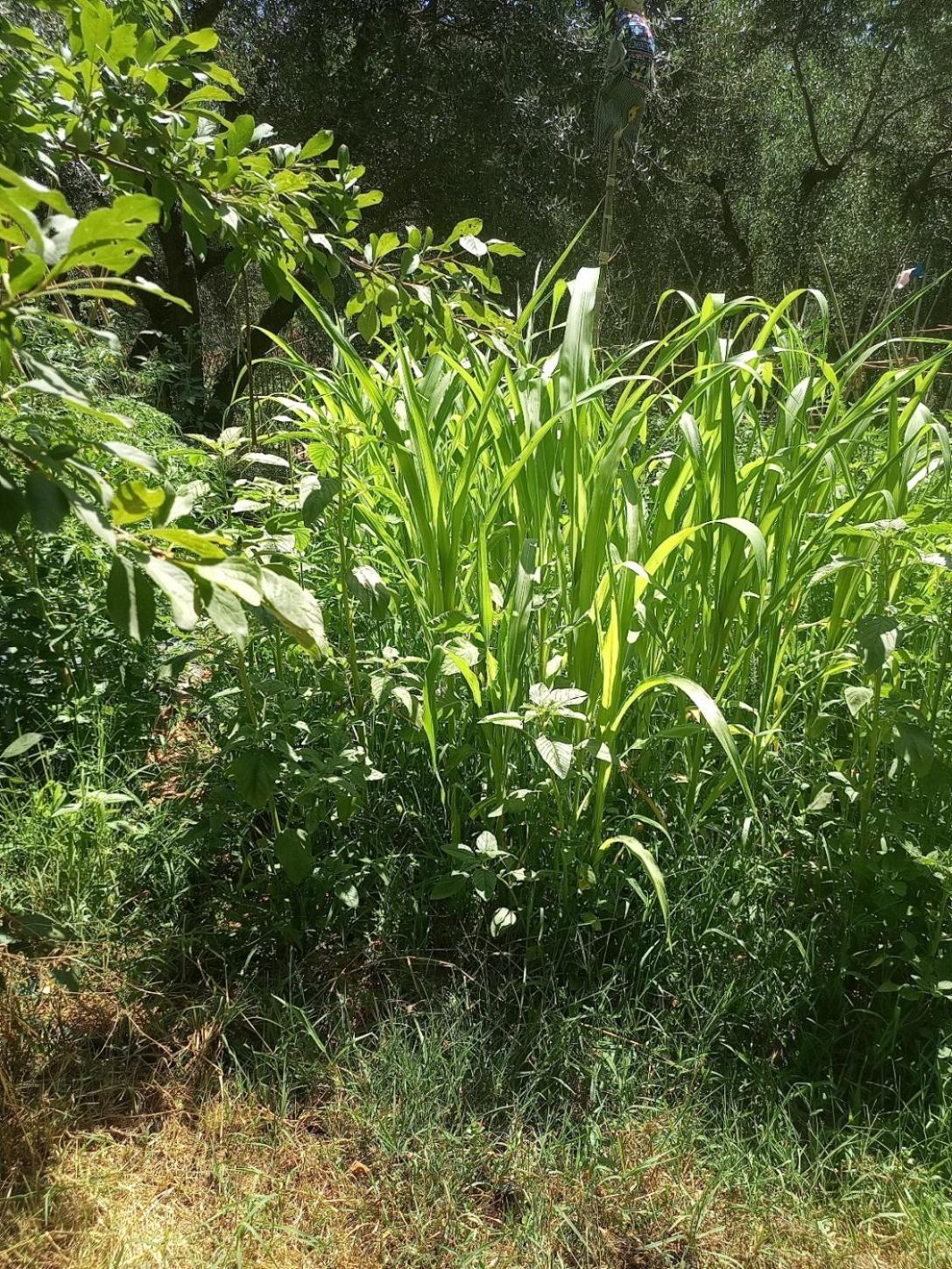 Az.Agricola Agriturismo La Locanda Di Lann Διαμέρισμα Φουσέκιο Εξωτερικό φωτογραφία