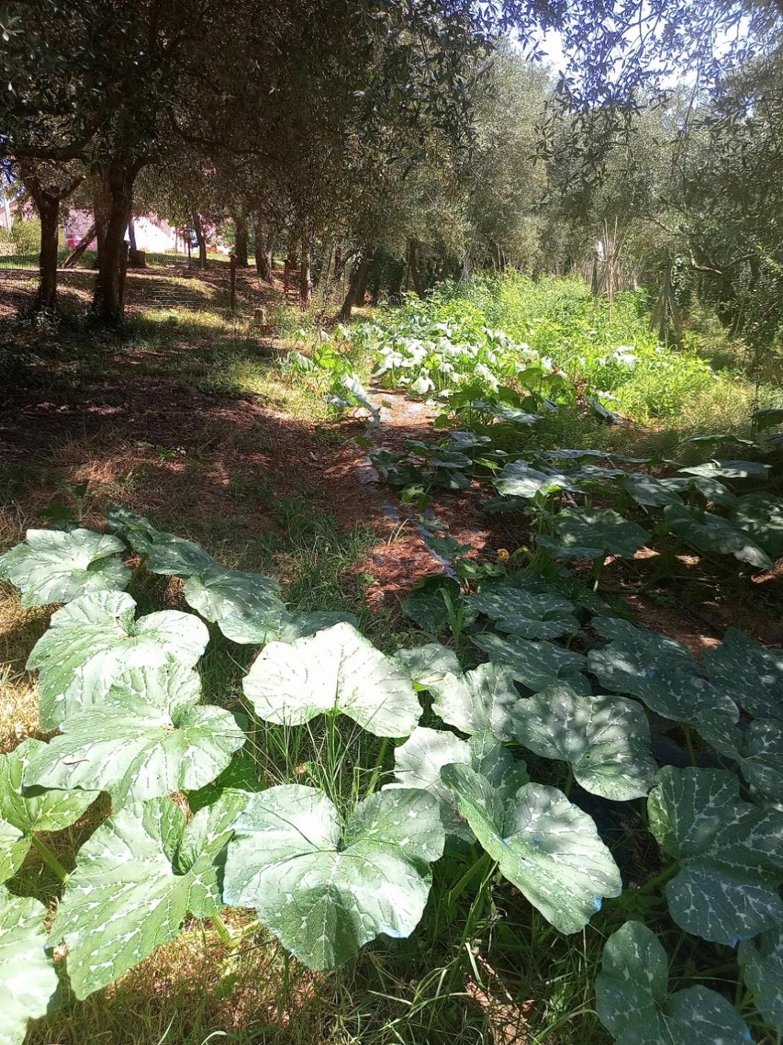 Az.Agricola Agriturismo La Locanda Di Lann Διαμέρισμα Φουσέκιο Εξωτερικό φωτογραφία
