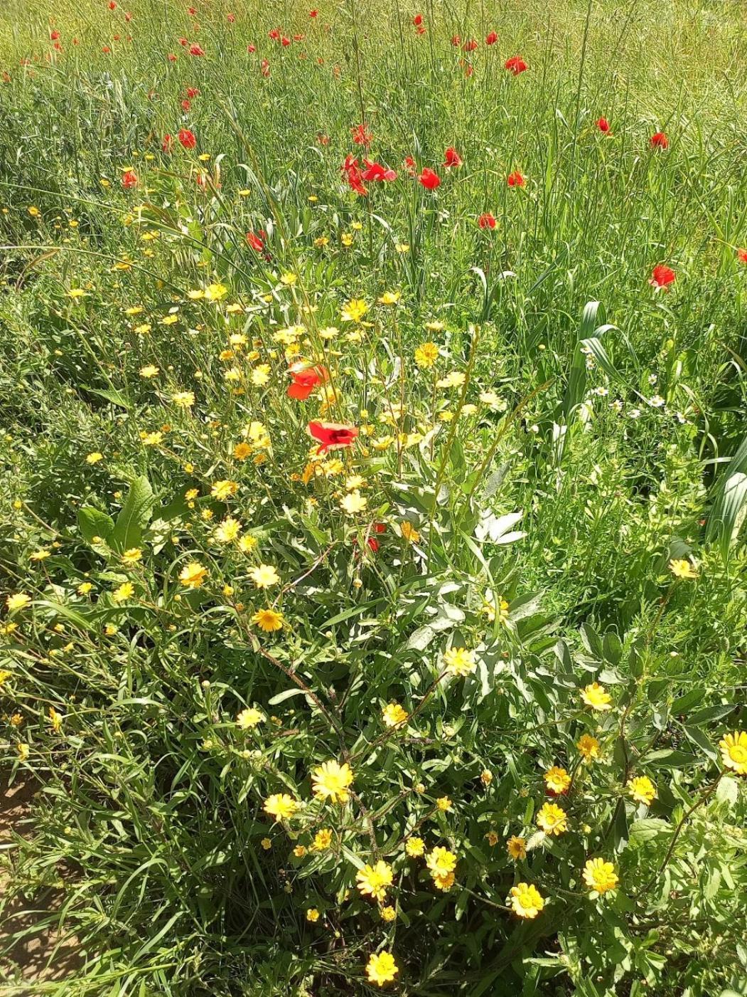 Az.Agricola Agriturismo La Locanda Di Lann Διαμέρισμα Φουσέκιο Εξωτερικό φωτογραφία