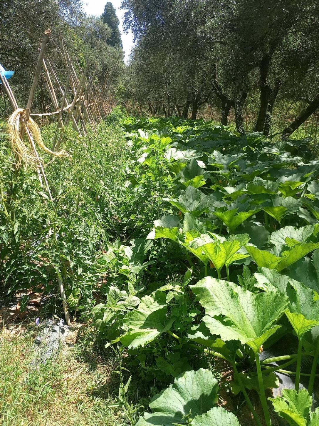 Az.Agricola Agriturismo La Locanda Di Lann Διαμέρισμα Φουσέκιο Εξωτερικό φωτογραφία