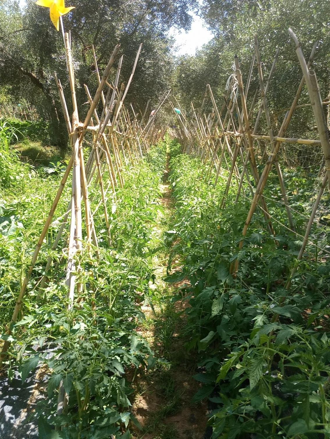 Az.Agricola Agriturismo La Locanda Di Lann Διαμέρισμα Φουσέκιο Εξωτερικό φωτογραφία
